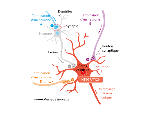 grafatom-schema-illustration-neuronne-SVT-concours-CRPE-